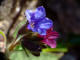 Pulmonaire  feuilles lancoles - Pulmonaria longifolia - Famille des Boraginaces (Boraginaceae) - taille 16-19 mm - plante medicinale