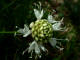 Reine des prs Filipendula ulmaria subsp. ulmaria (Linn) Maxim - Rosaces - Filipendule ulmaire - Spirea ulmaria