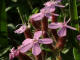 Saponaire de Montpellier - Saponaria ocymoides  - Famille des Caryophyllaces (Caryophyllaceae) - lieu rocailles et les pelouses sches - taille fleur  9-13 mm