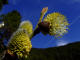 Famille des Salicaces (Salicaceae) salix - saule 