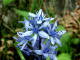 Scille d'Italie - Hyacinthoides italica - Famille des Liliaces 