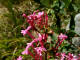 Lilas d'Espagne - Centranthus angustifolius - Famille des Valrianaces (Valerianaceae) - lieu boulis et les bordures de chemin