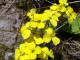 Vlar provenal Erysimum collisparsum Jordan - Brassicaces - E. australe / E. bocconei