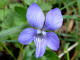 Violette des bois - Viola reichenbachiana - Famille des Violaces (Violaceae) - taille fleur 12-18 mm