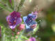 Viprine commune  Echium vulgare L. - Boraginaces - Langue d'oie - plante mdicinale  Cette plante peut tre utilise en infusion pour calmer la toux.