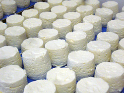  Fromages de chèvres de Lantosque - Vésubie aux portes du Mercantour et de Nice - Alpes Maritimes Côtes d'Azur - France 