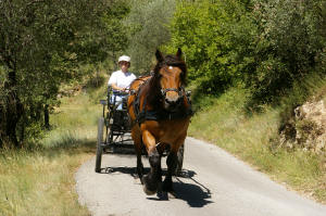 cheval de trait pour une promenade, une petite balade en calche - Vieux Roquebillire