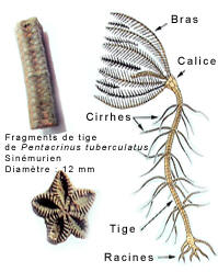 Dtail de crinode