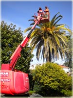 Elagage et abattge d'arbres sur tout le 06 - Les jardins Vésubiens