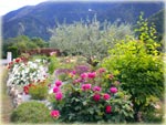 Elagage et abattge d'arbres sur tout le 06 - Les jardins Vésubiens